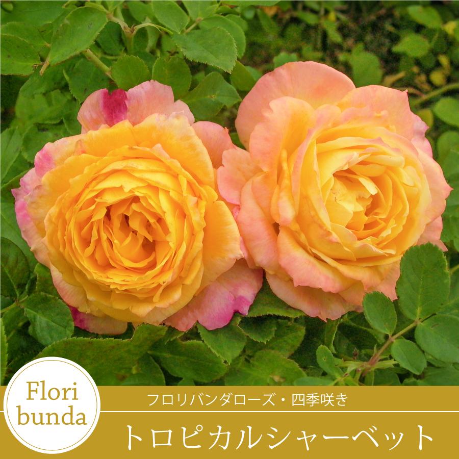 黄色の多弁バラ 2つのつぼみ付き 吉本花城園 バラ苗 トロピカルシャーベット フロリバンダ ローズ 黄色