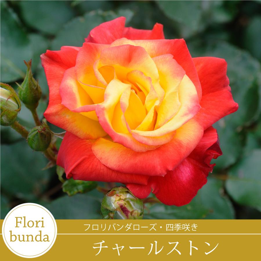 吉本花城園 バラ苗 チャールストン フロリバンダ ローズ 複色系 2年生