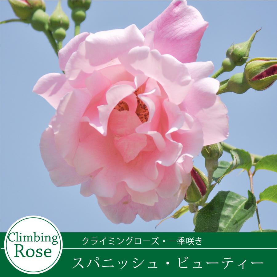 吉本花城園 バラ苗 スパニッシュビューティ ツルバラ クライミング