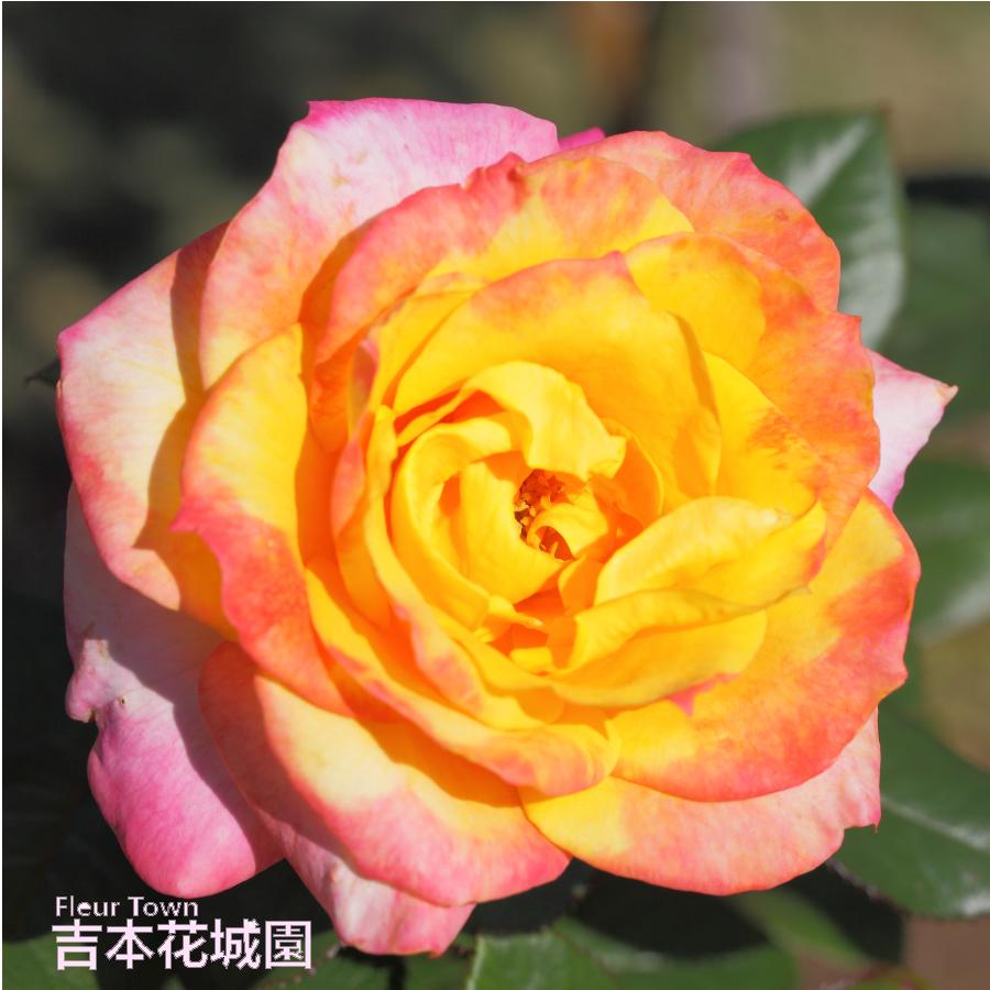 吉本花城園 バラ苗 デザートピース ハイブリッドティー ローズ 赤系 2
