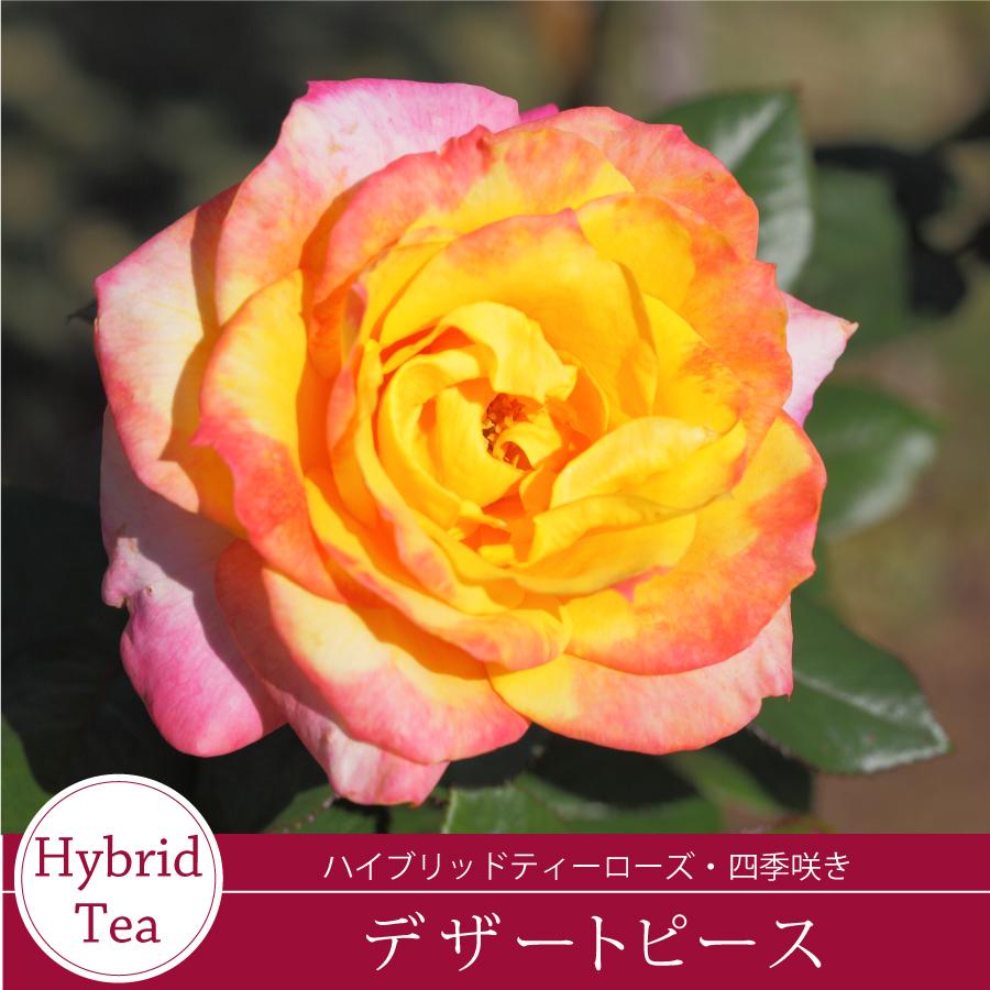 吉本花城園 バラ苗 デザートピース ハイブリッドティー ローズ 赤系 2