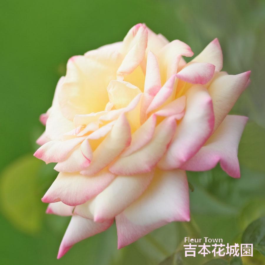 吉本花城園 バラ苗 つるピース 枝変わり ツルバラ クライミング ローズ