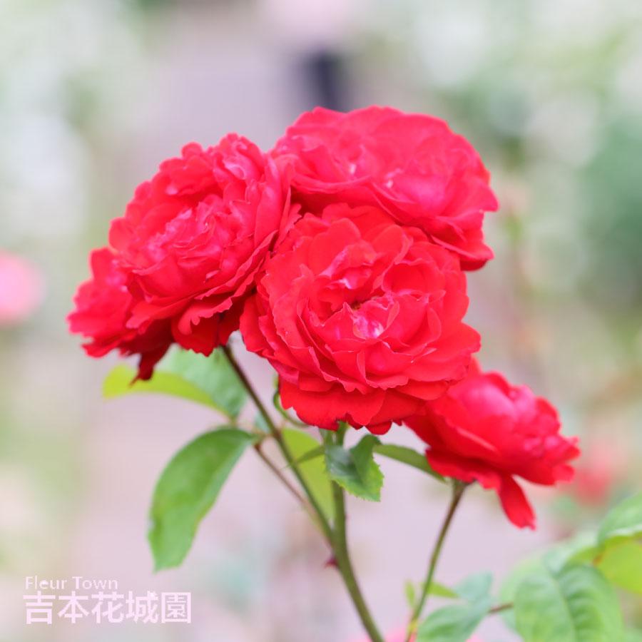 吉本花城園 【早割予約中】 バラ苗 ポールズスカーレットクライマー