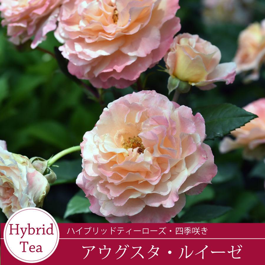 吉本花城園 【早割予約中】 バラ苗 アウグスタ・ルイーゼ ハイブリッド