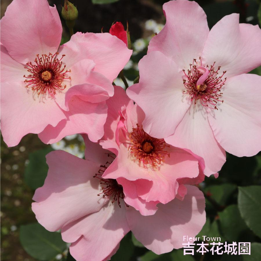 吉本花城園 爆買 ≪冬剪定済≫ 2年生バラ苗 デンティベス （ピンク