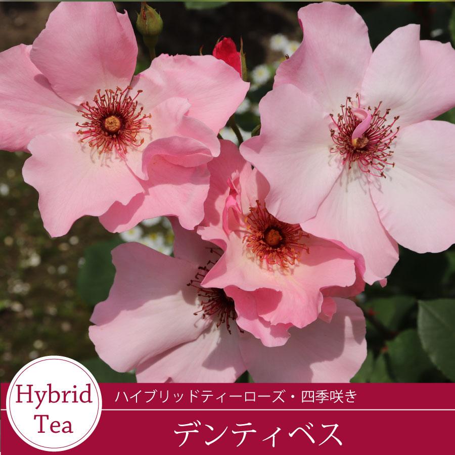 吉本花城園 ≪冬剪定済≫ 2年生バラ苗 デンティベス （ピンク