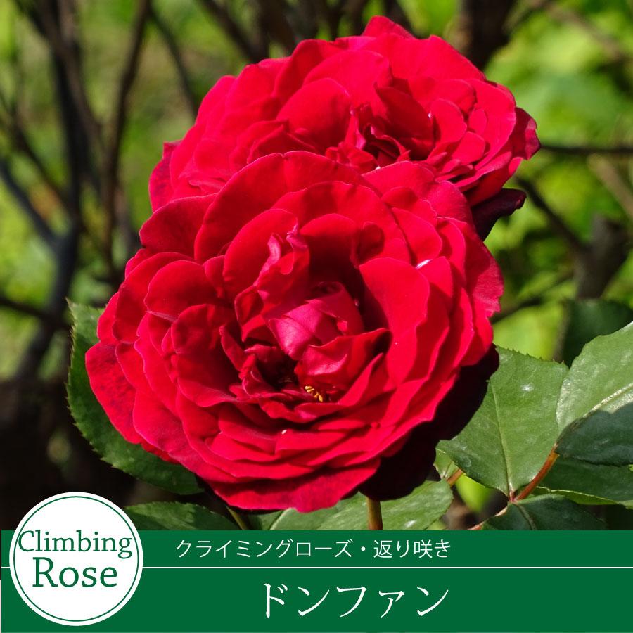 吉本花城園 ≪冬剪定済≫ 2年生バラ苗 ドン・ファン （赤黒） ドン