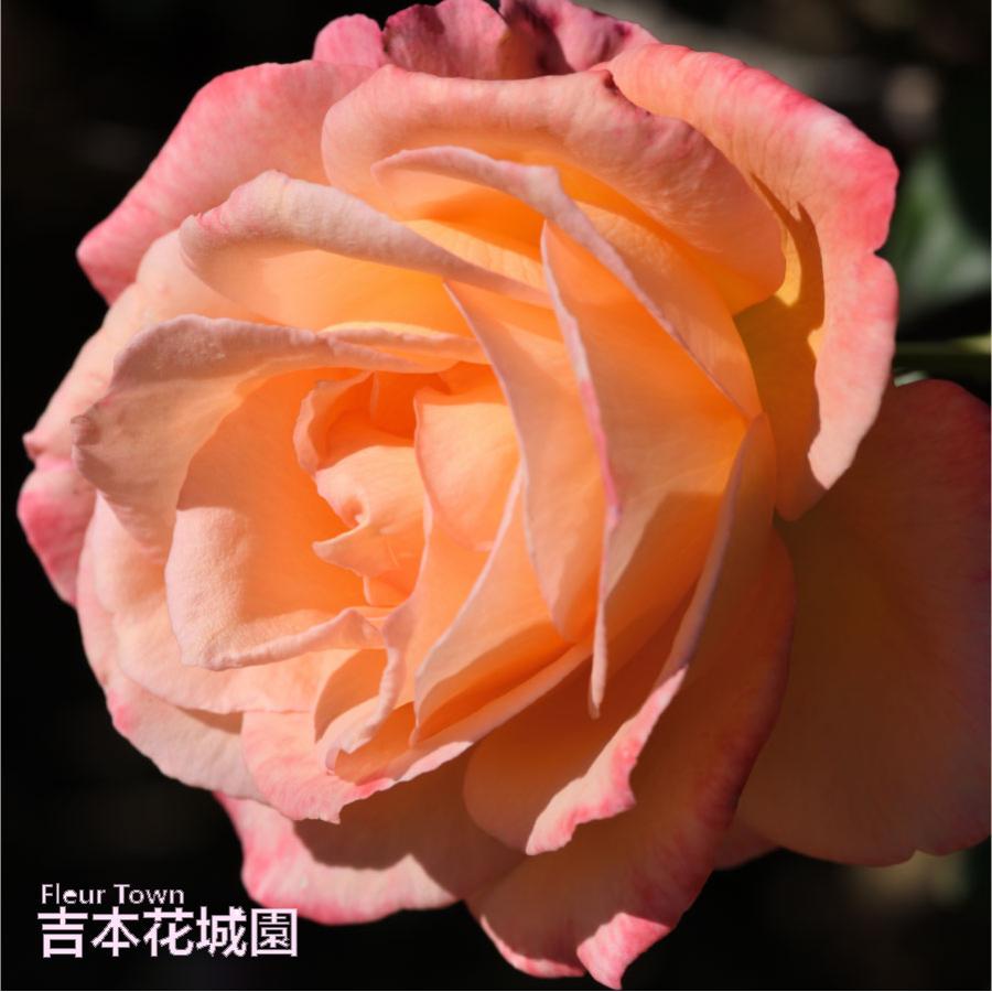 吉本花城園 ≪冬剪定済≫ 2年生バラ苗 フロージン'82 （オレンジ系