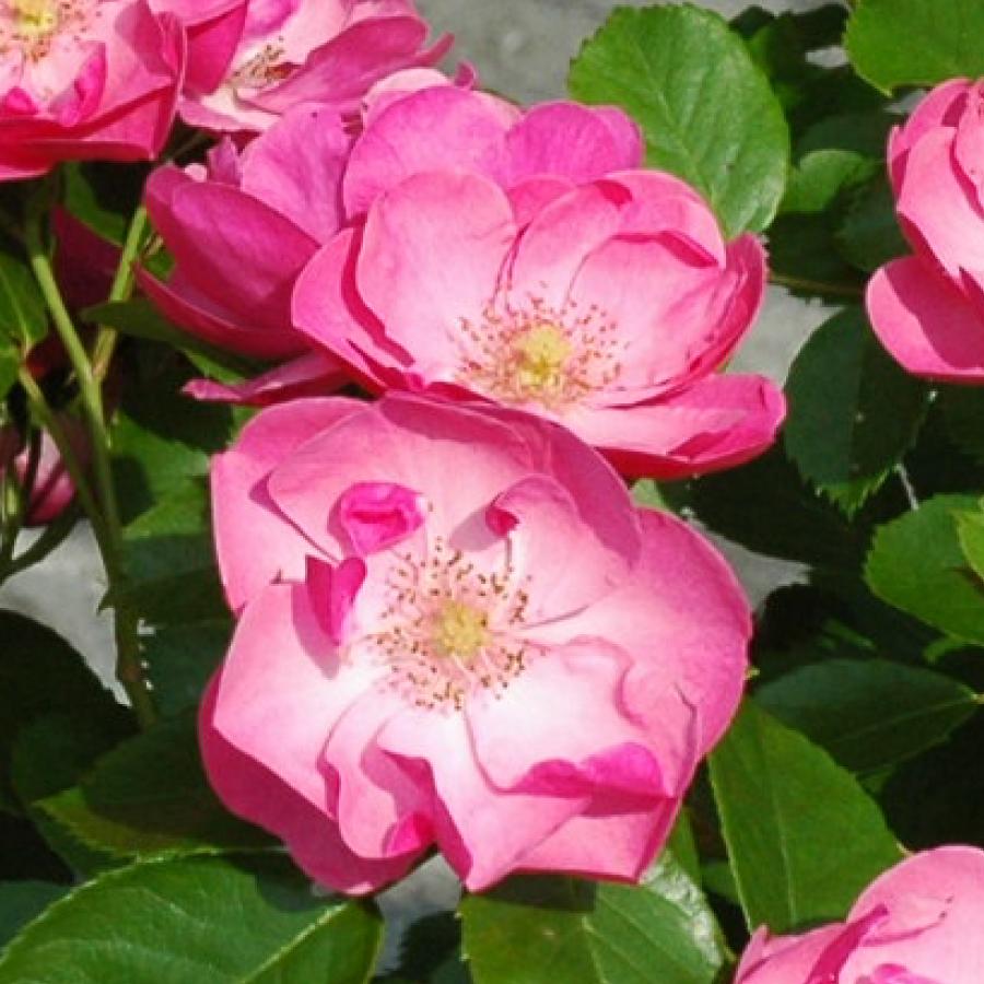 つるバラ苗 ツルばら苗 アンジェラ　＊取りに来て下さる方限定です＊ 吉本花城園 バラ苗 アンジェラ ツルバラ クライミング ローズ ピンク系