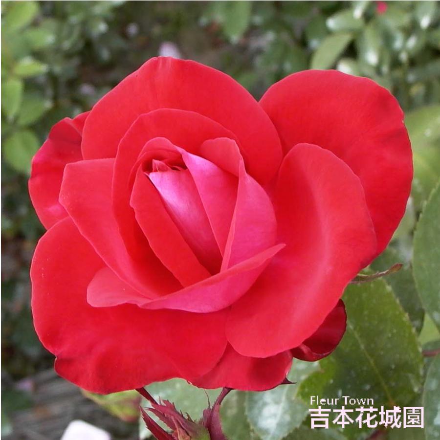吉本花城園 バラ苗 宴 （うたげ） ハイブリッドティー ローズ 赤系 2