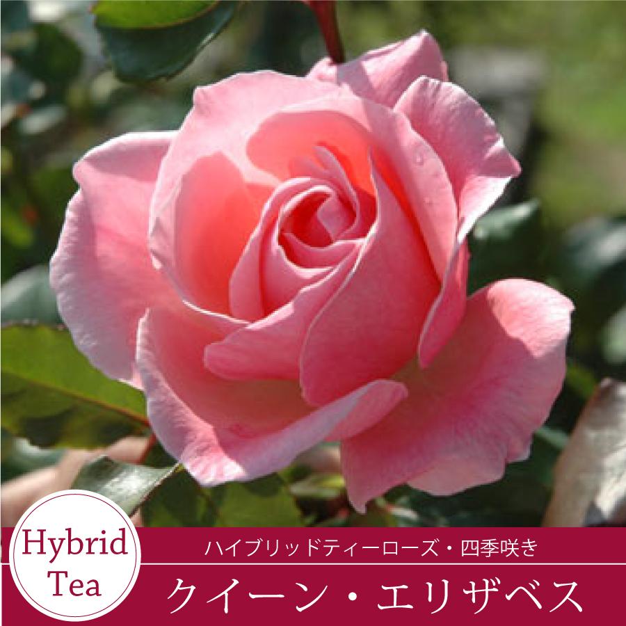 吉本花城園 バラ苗 クイーンエリザベス ハイブリッドティー ローズ