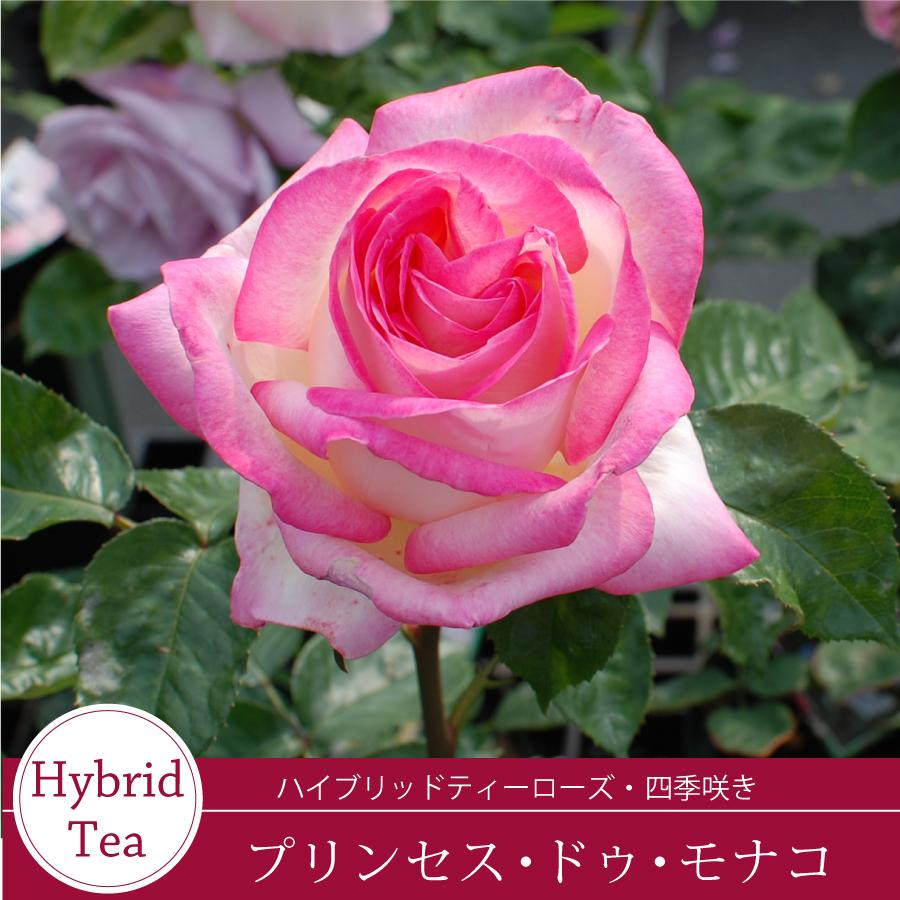 吉本花城園 バラ苗 プリンセスドゥモナコ ハイブリッドティー ローズ