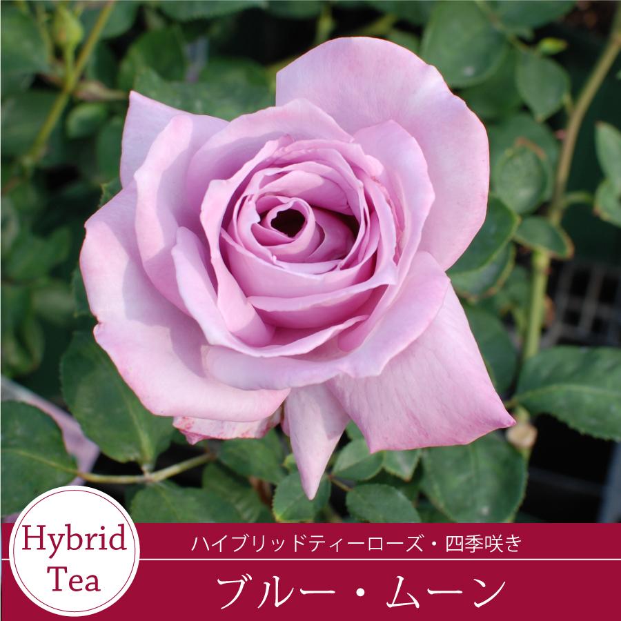 吉本花城園 爆買 バラ苗 ブルームーン ハイブリッドティー ローズ 紫系