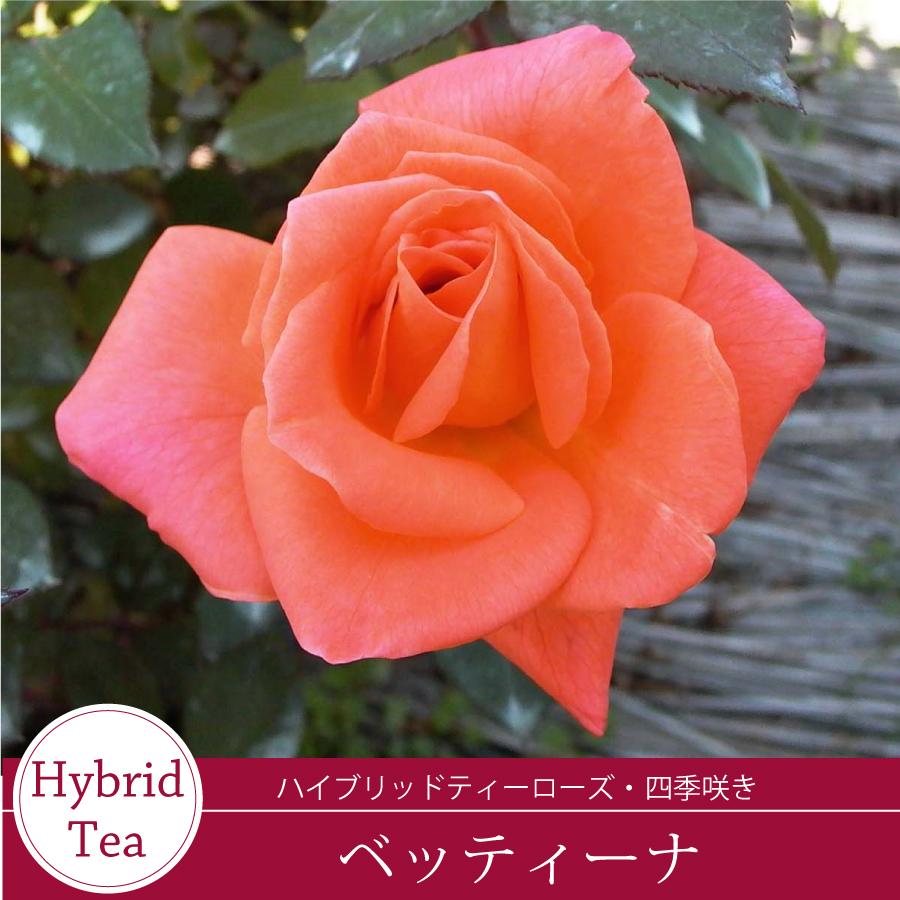 「ベティ」 切り花品種バラ苗　レアバラ 吉本花城園 バラ苗 ベッティーナ （ベッティナー） ハイブリッドティー