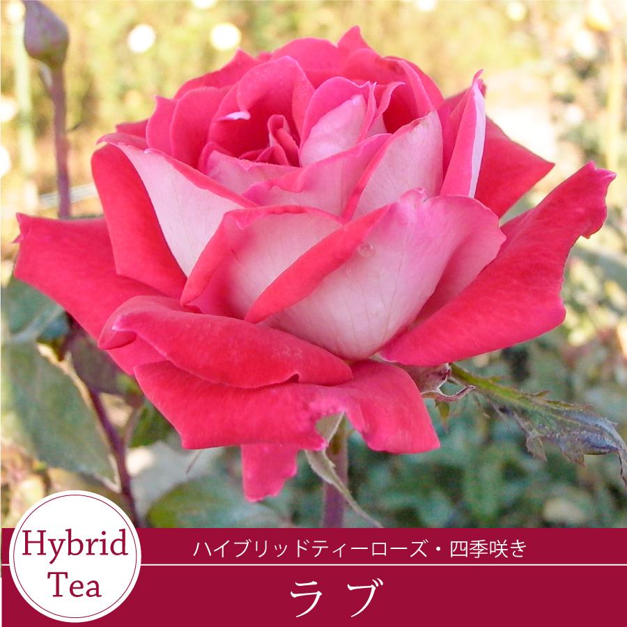 吉本花城園 【早割予約中】 バラ苗 ラブ ハイブリッドティー ローズ 赤