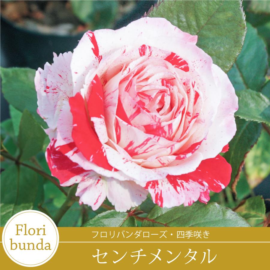 吉本花城園 バラ苗 センチメンタル フロリバンダ ローズ 複色系 2年生