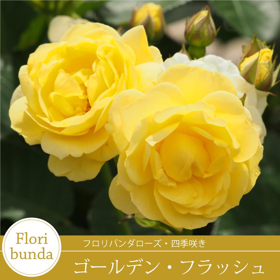 吉本花城園 バラ苗 ゴールデンフラッシュ フロリバンダ ローズ 黄色系