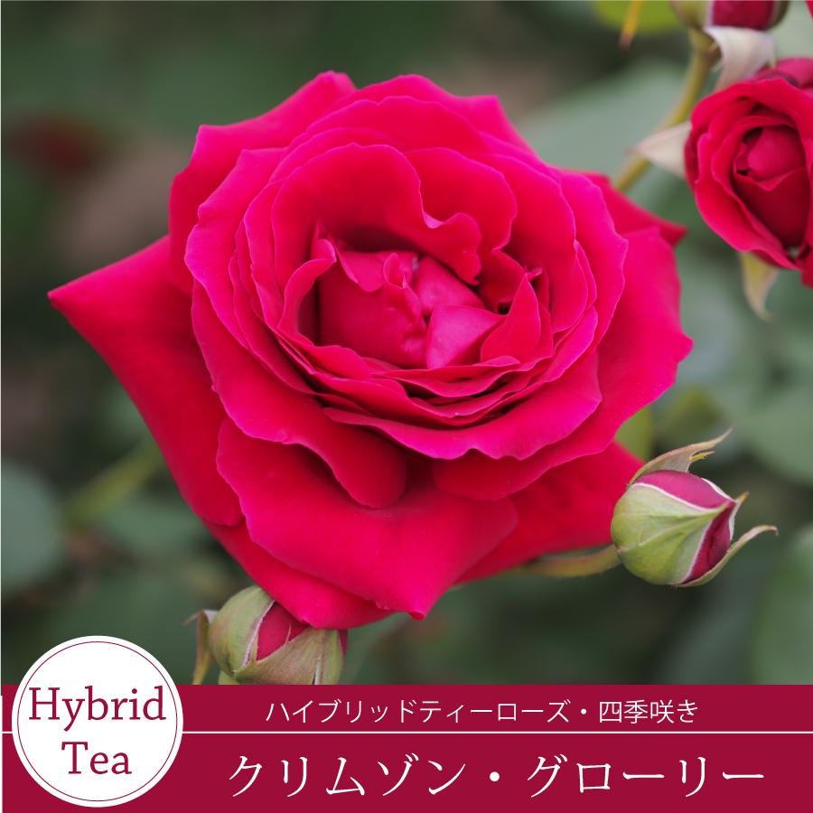 吉本花城園 【早割予約中】 バラ苗 クリムゾングローリー ハイブリッド