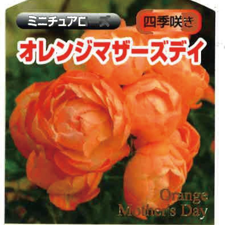 吉本花城園 バラ苗 オレンジマザーズデイ ミニチュアド ローズ 橙系 2