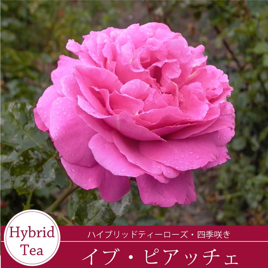 吉本花城園 バラ苗 イブピアッチェ （イヴピアジェ） ハイブリッド
