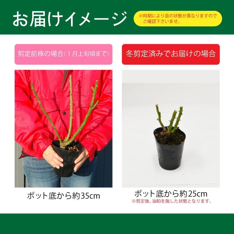 吉本花城園 バラ苗 モニカ ハイブリッドティー ローズ 橙系 2年生 大苗