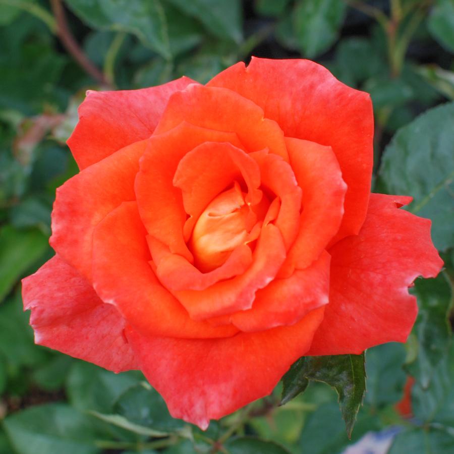 吉本花城園 バラ苗 モニカ ハイブリッドティー ローズ 橙系 2年生 大苗