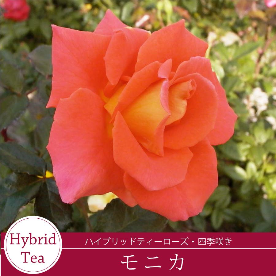 吉本花城園 バラ苗 モニカ ハイブリッドティー ローズ 橙系 2年生 大苗