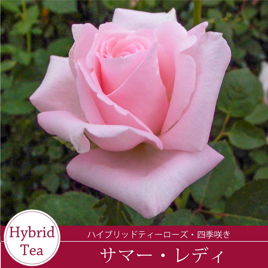 薔薇のロマッティックシェルフS ピンク W40D20H50cmマニーイマン好き向 吉本花城園 バラ苗 サマーレディ ハイブリッドティー ローズ ピンク系