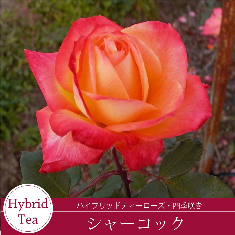 薔薇姫　子株α ※限定2株　検）cj ハイブリッド特選株 吉本花城園 バラ苗 シャーコック ハイブリッドティー ローズ 橙系 2