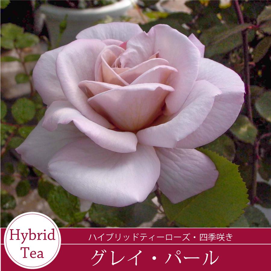 薔薇　グレイパール（HT）接木苗木 新奇な色彩　黒真珠のような趣のある花 蕾沢山 吉本花城園 バラ苗 グレイパール ハイブリッドティー ローズ 茶色系 2
