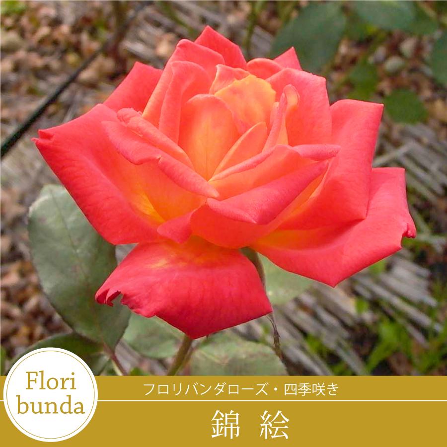 吉本花城園 バラ苗 錦絵 （にしきえ） フロリバンダ ローズ 橙系 2年生
