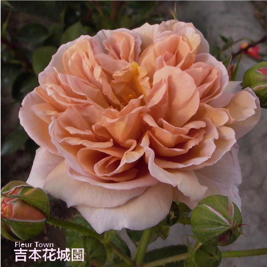 バラ苗 カフェ 茶色系 フロリバンダ ローズ 2年生大苗 バラ ばら ご予約品 22年10月中旬以降 入荷品種毎に順次発送 Rose09satou 45 Fleurtown吉本花城園 通販 Yahoo ショッピング