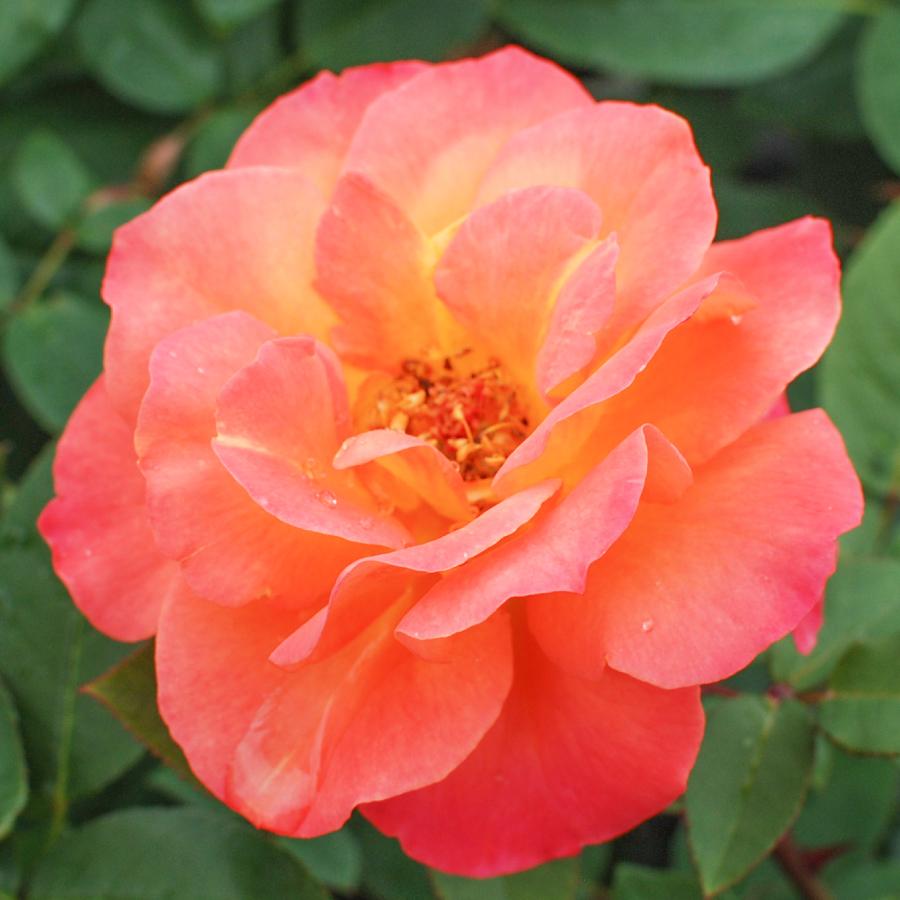 吉本花城園 バラ苗 スヴニールドゥアンネフランク （アンネの思い出
