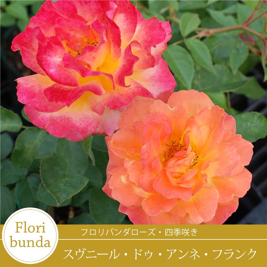 吉本花城園 バラ苗 スヴニールドゥアンネフランク （アンネの思い出
