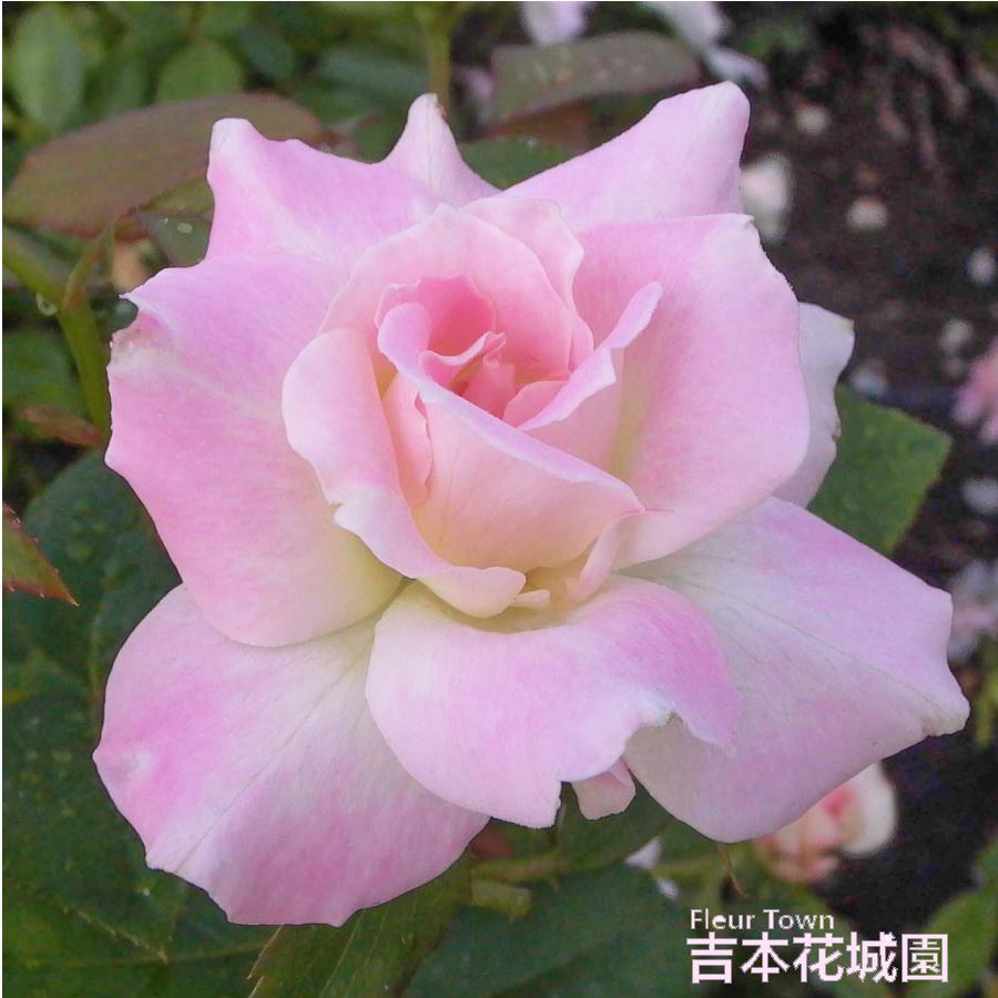 吉本花城園 バラ苗 マチルダ フロリバンダ ローズ ピンク系 2年生 大苗