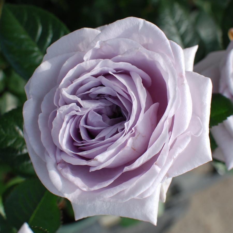 吉本花城園 バラ苗 ブルーバユー フロリバンダ ローズ 紫系 2年生 大苗