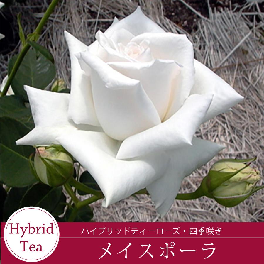 吉本花城園 バラ苗 メイスポーラ ハイブリッドティー ローズ 白系 2
