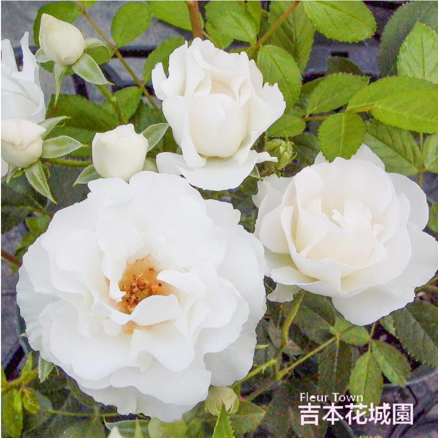 吉本花城園 バラ苗 サマースノー ツルバラ クライミング ローズ 白系 2