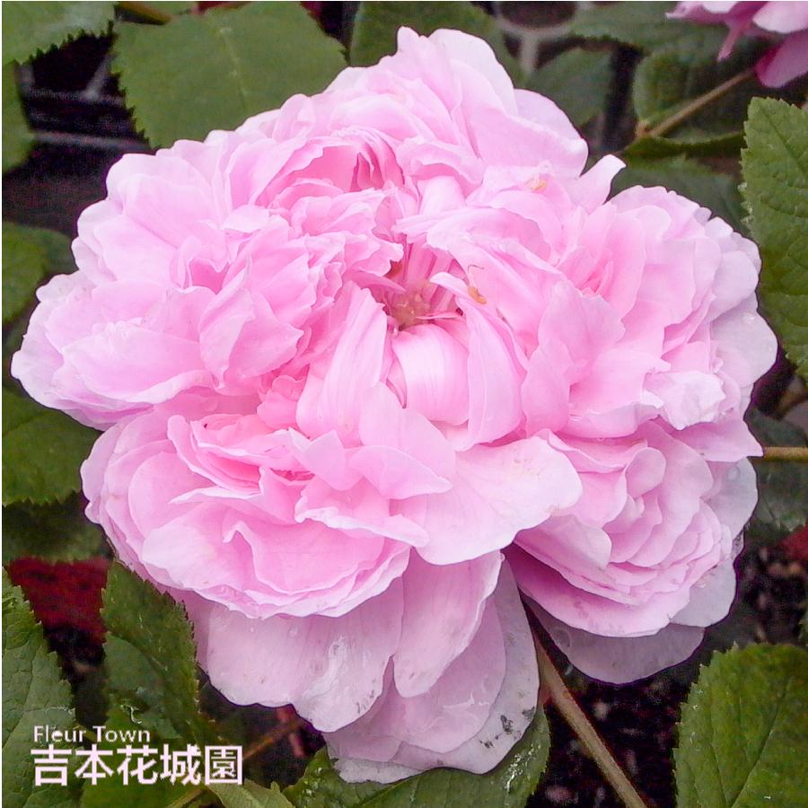 吉本花城園 バラ苗 ジャックカルティエ オールド ローズ ピンク系 2
