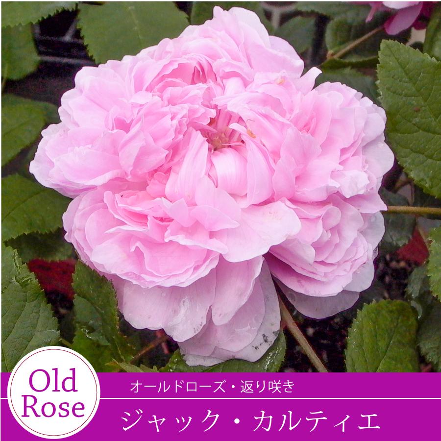 吉本花城園 バラ苗 ジャックカルティエ オールド ローズ ピンク系 2