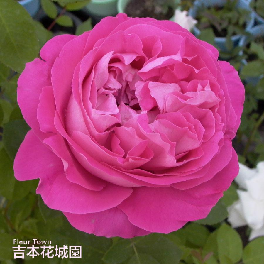 吉本花城園 バラ苗 ポールネイロン オールド ローズ ピンク系 2年生