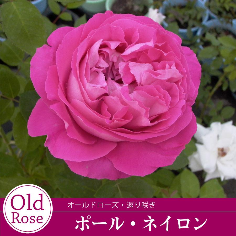 吉本花城園 バラ苗 ポールネイロン オールド ローズ ピンク系 2年生