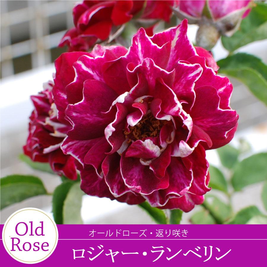 吉本花城園 バラ苗 ロジャーランベリン オールド ローズ 赤系 2年生