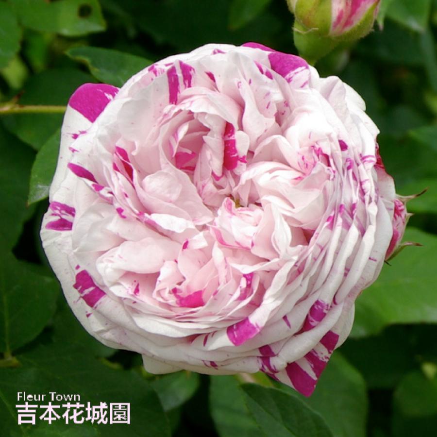 吉本花城園 バラ苗 バリエガータディボローニャ オールド ローズ
