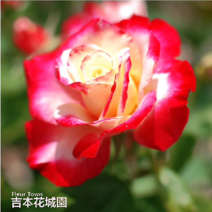 吉本花城園 バラ苗 ダブルデライト ダブルデライト ハイブリッドティー