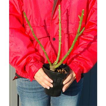 吉本花城園 【早割予約中】 バラ苗 ダブルデライト ハイブリッド