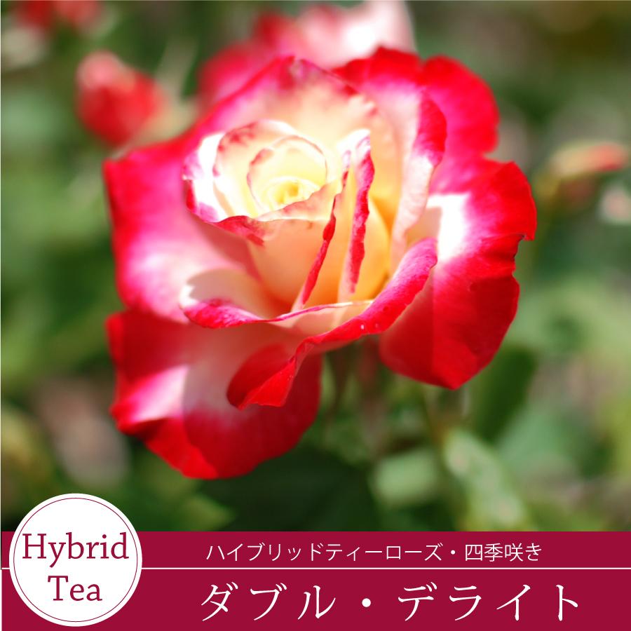 吉本花城園 爆買 【早割予約中】 バラ苗 ダブルデライト ダブル