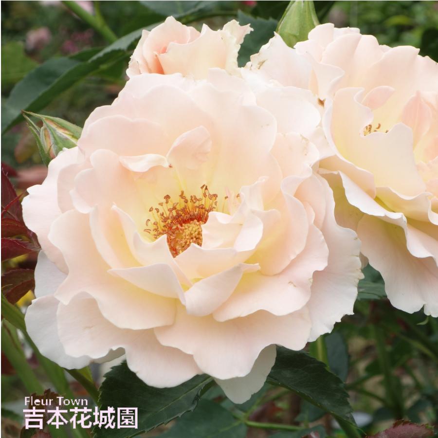 吉本花城園 ≪冬剪定済≫ 2年生バラ苗 ロココ （ピンク系