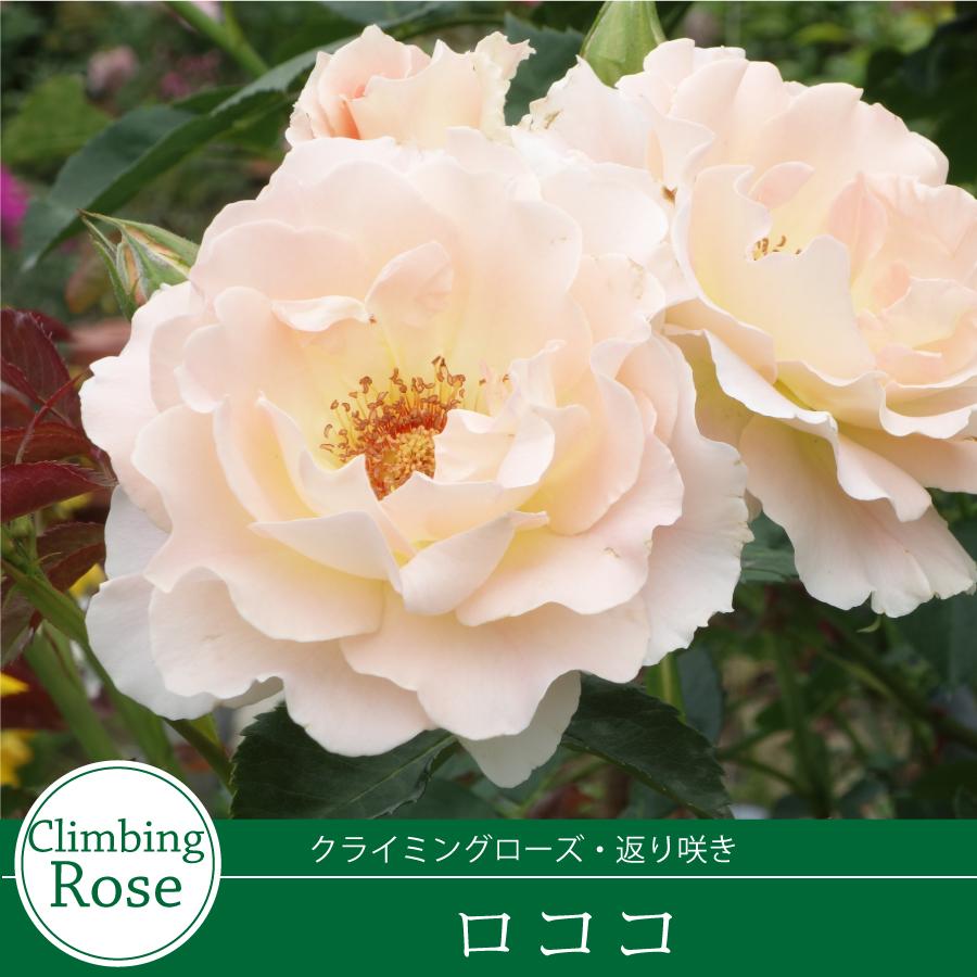 吉本花城園 ≪冬剪定済≫ 2年生バラ苗 ロココ （ピンク系
