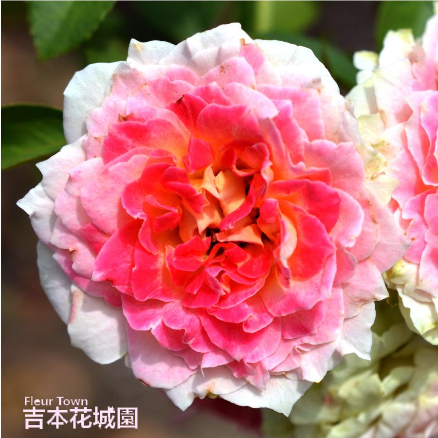 吉本花城園 爆買 ≪冬剪定済≫ 2年生バラ苗 シーザー （ピンク
